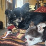 zwei chihuahuas liegen auf einer couch