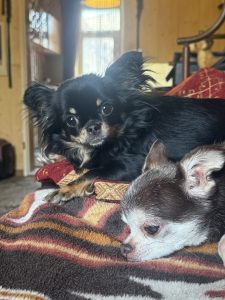 zwei chihuahuas liegen auf einer couch