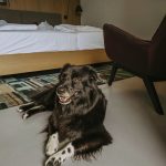 Schwarzer Hund liegt auf dem Boden eines Hotelzimmers während Hundebetreuung